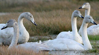 Whooper Swan