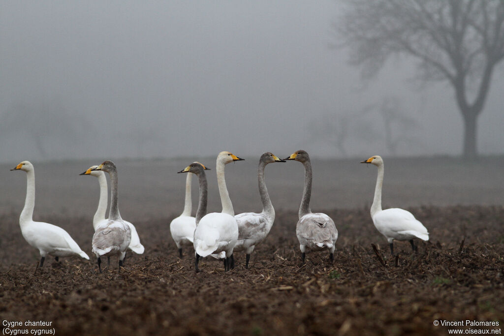 Whooper Swan