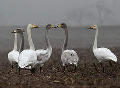 Whooper Swan