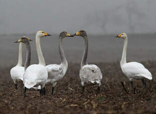 Cygne chanteur