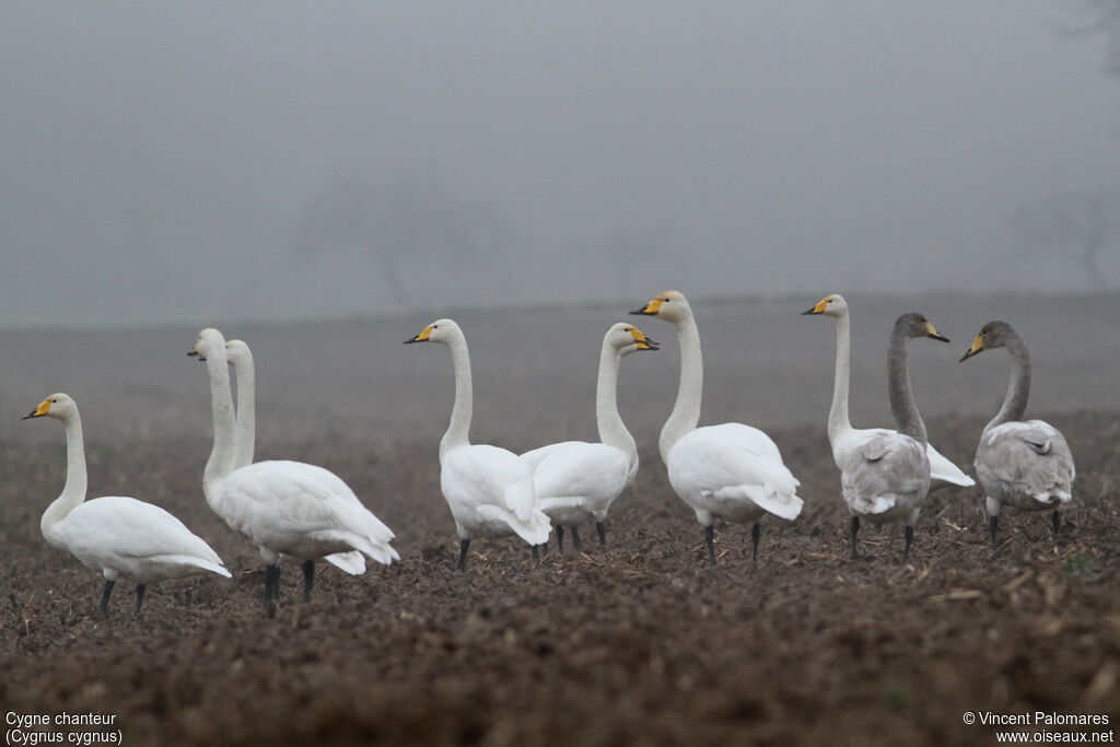 Cygne chanteur