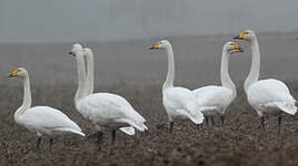 Cygne chanteur