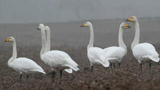 Whooper Swan