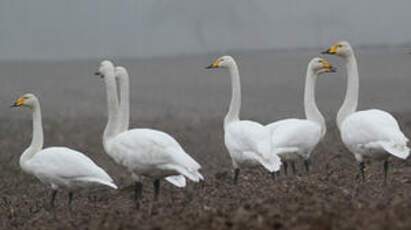 Cygne chanteur