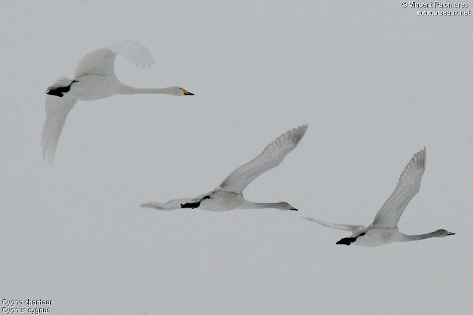 Cygne chanteur