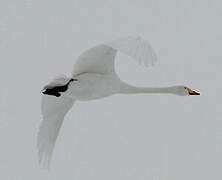 Cygne chanteur