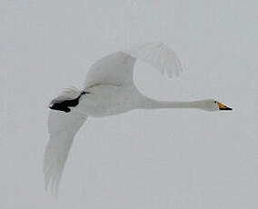 Cygne chanteur