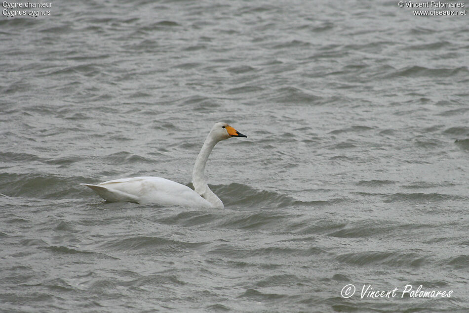 Cygne chanteuradulte