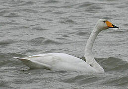 Cygne chanteur