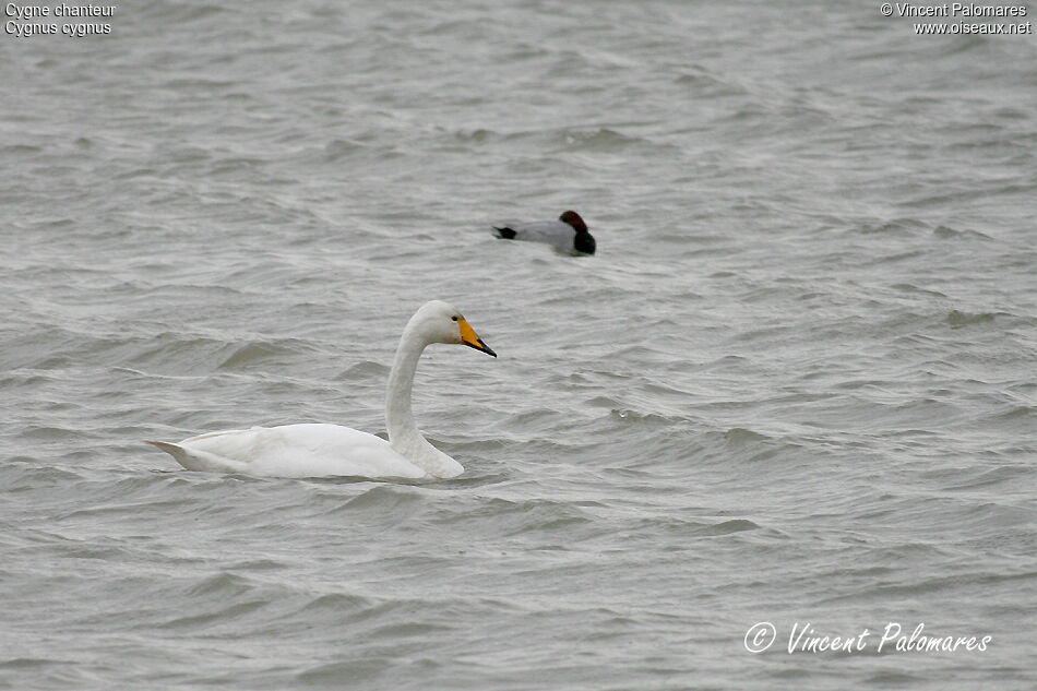 Cygne chanteuradulte