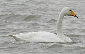 Whooper Swan