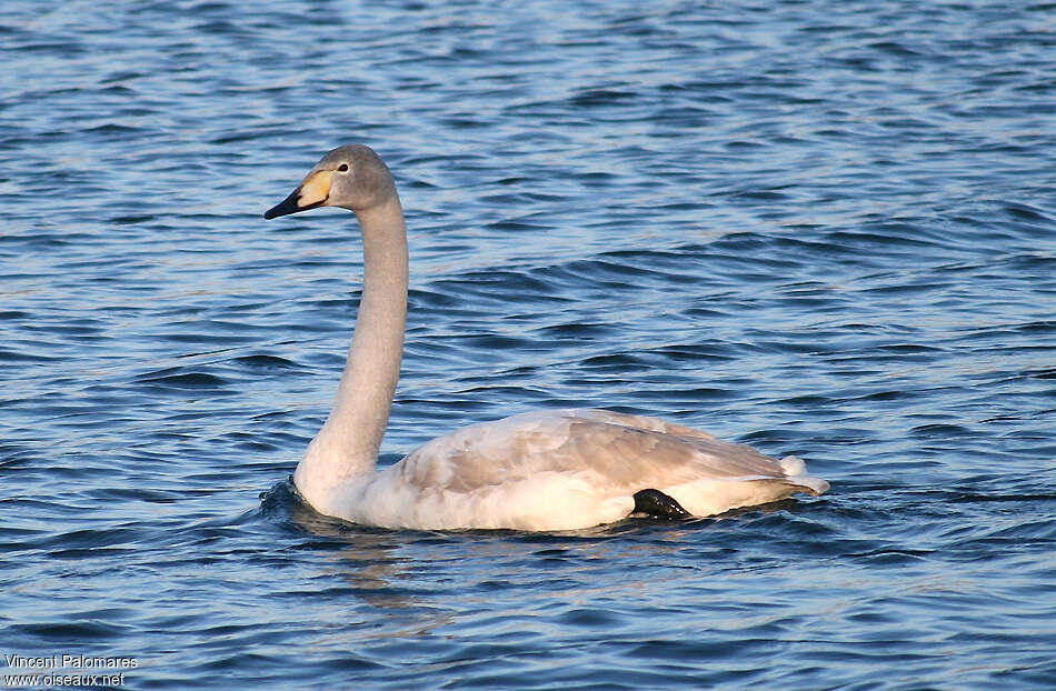 Cygne chanteur2ème année, identification