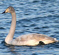 Cygne chanteur