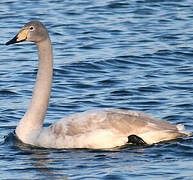 Whooper Swan