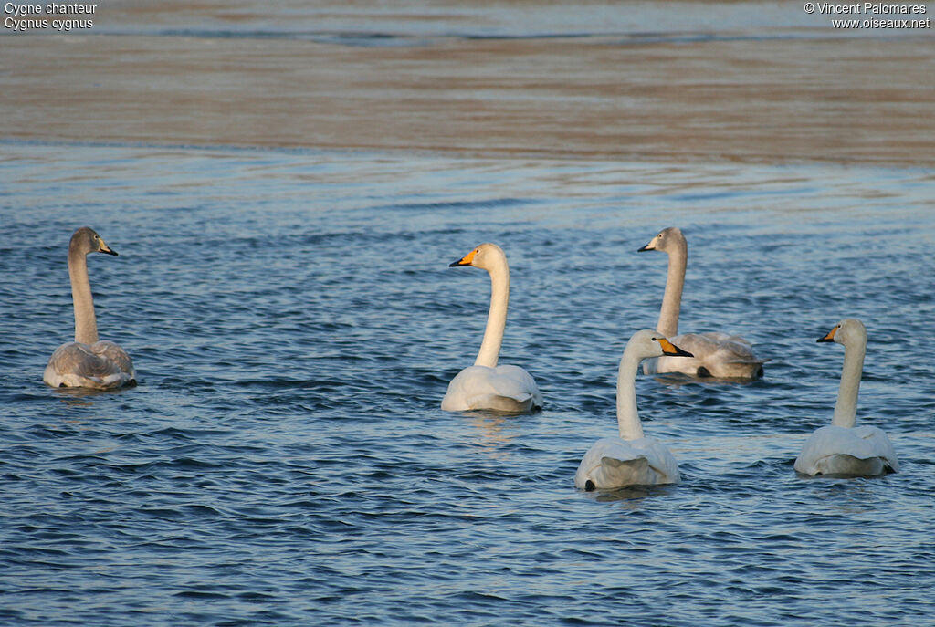 Whooper Swan