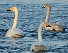 Cygne chanteur