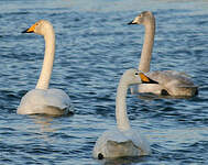 Cygne chanteur