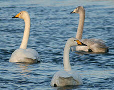 Whooper Swan