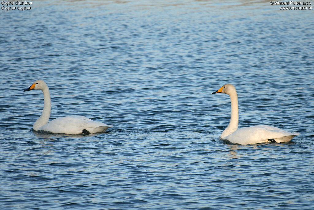 Cygne chanteur