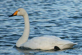 Whooper Swan