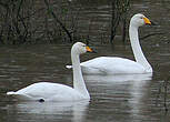 Cygne chanteur