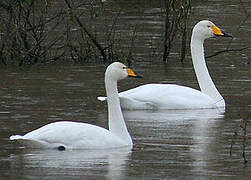 Cygne chanteur