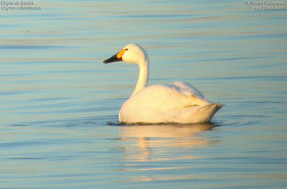 Tundra Swan