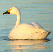 Cygne de Bewick