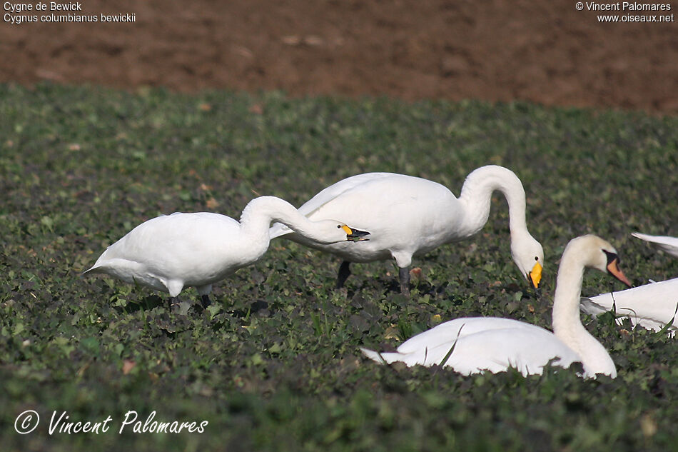 Cygne de Bewickadulte