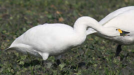 Cygne de Bewick