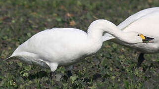 Tundra Swan