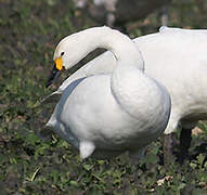 Cygne de Bewick