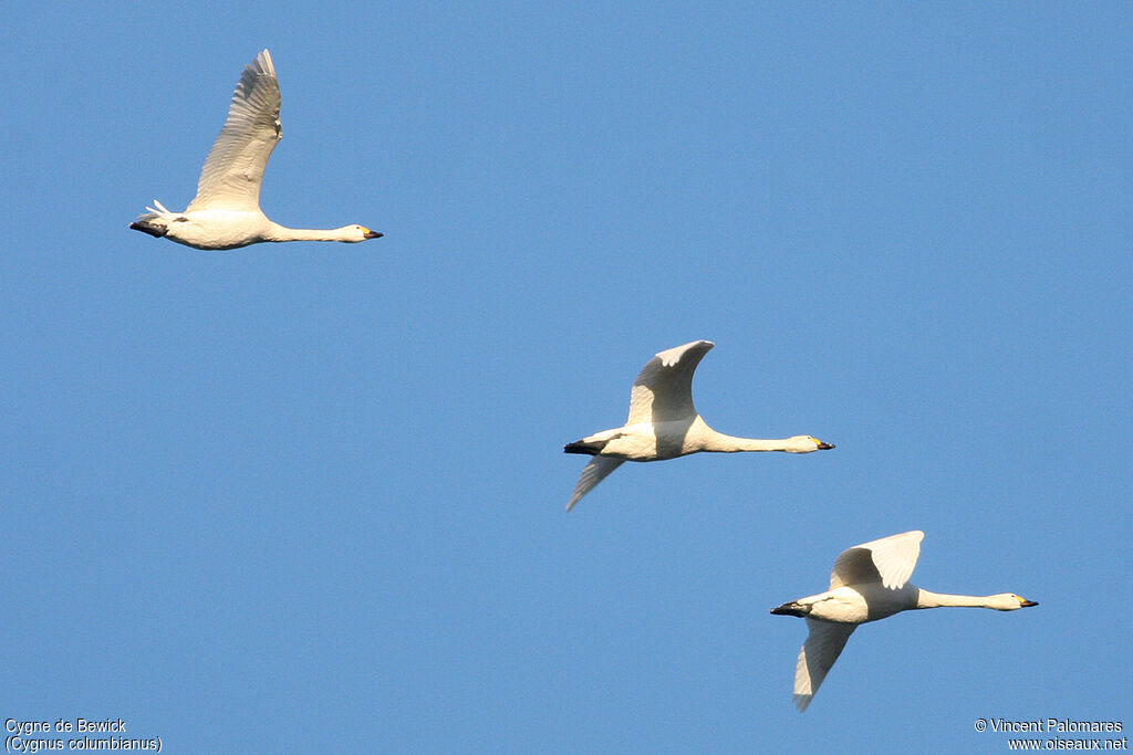 Cygne de Bewickadulte