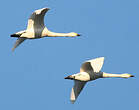 Cygne de Bewick