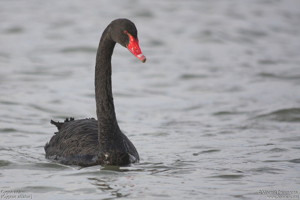 Cygne noiradulte