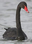 Black Swan