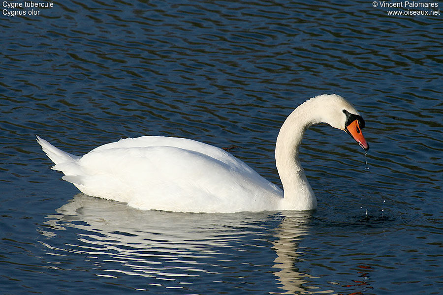 Mute Swan