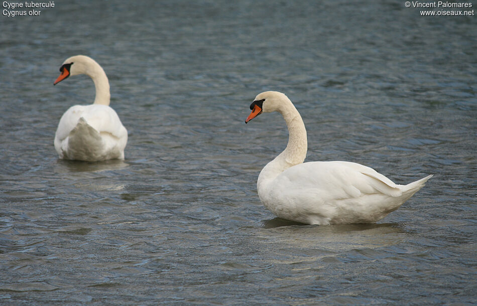 Mute Swan