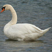 Cygne tuberculé