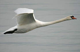 Cygne tuberculé