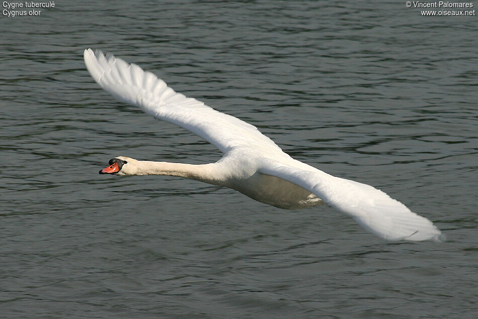 Cygne tuberculé