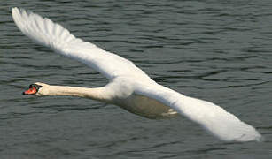 Mute Swan