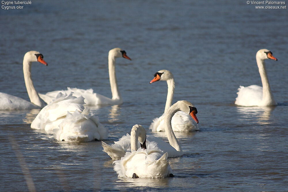 Mute Swan