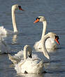 Cygne tuberculé