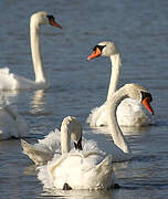 Cygne tuberculé