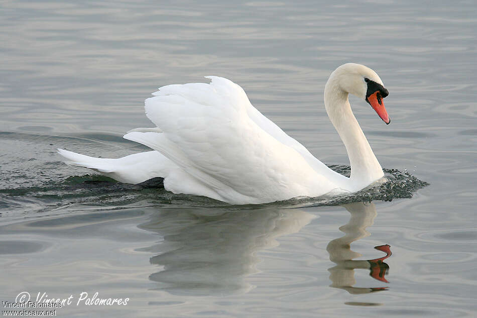 Cygne tuberculé mâle adulte, identification