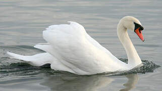 Mute Swan