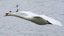 Cygne tuberculé