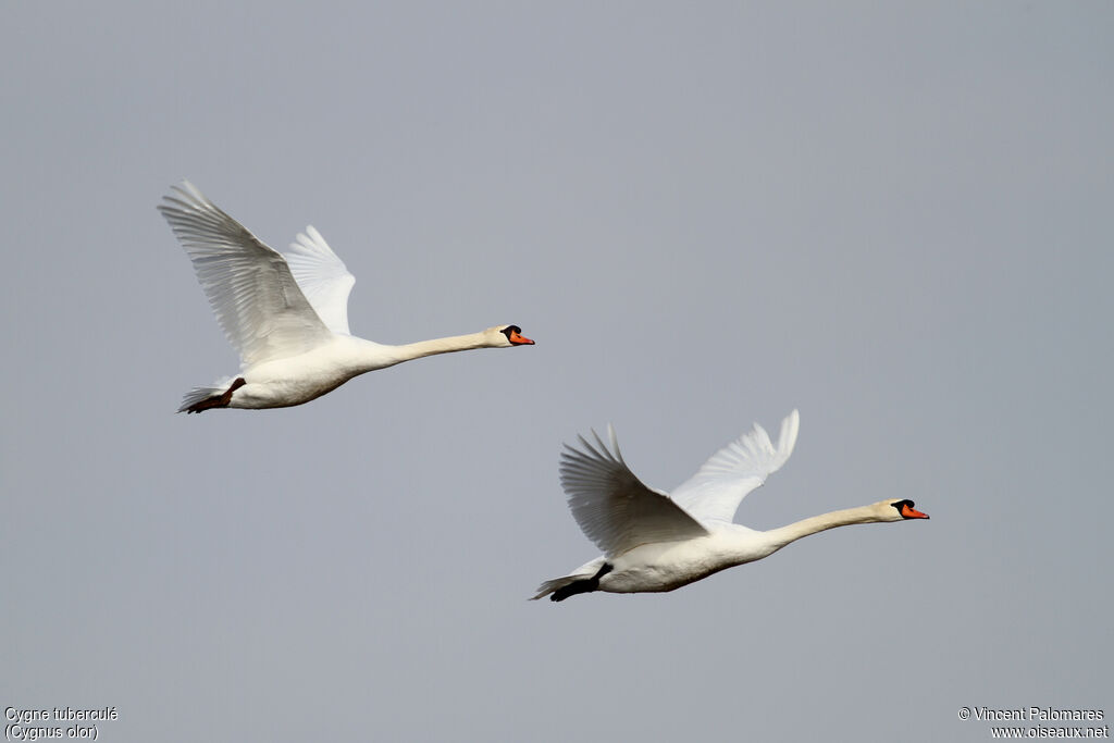 Cygne tuberculéadulte, Vol