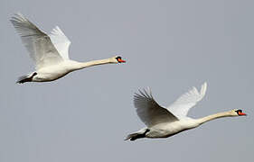 Mute Swan